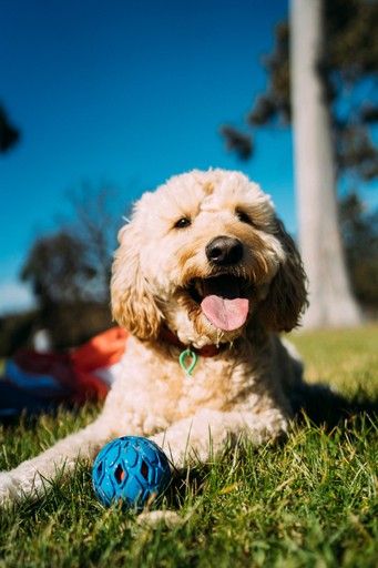 values-aligned community where like-minded parents support conscious dog raising