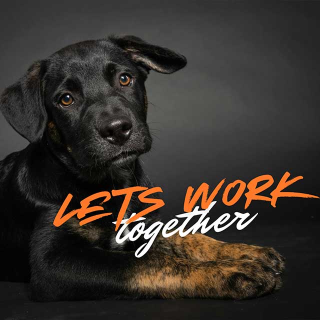 Cute puppy with text, "Let's work together"