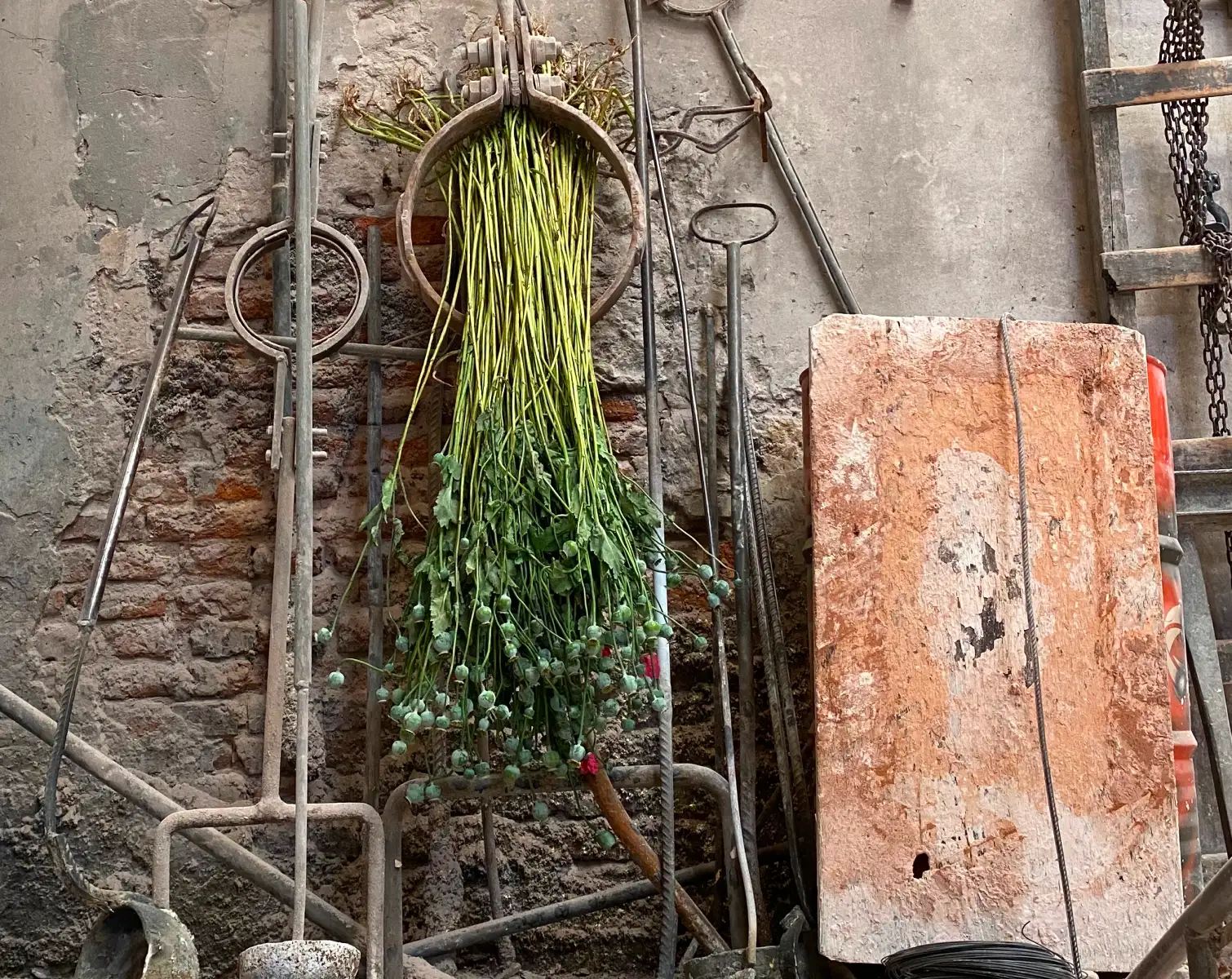 Racimo de tallos verdes colgando en pared rústica con herramientas antiguas, composición artística de estética orgánica e industrial.