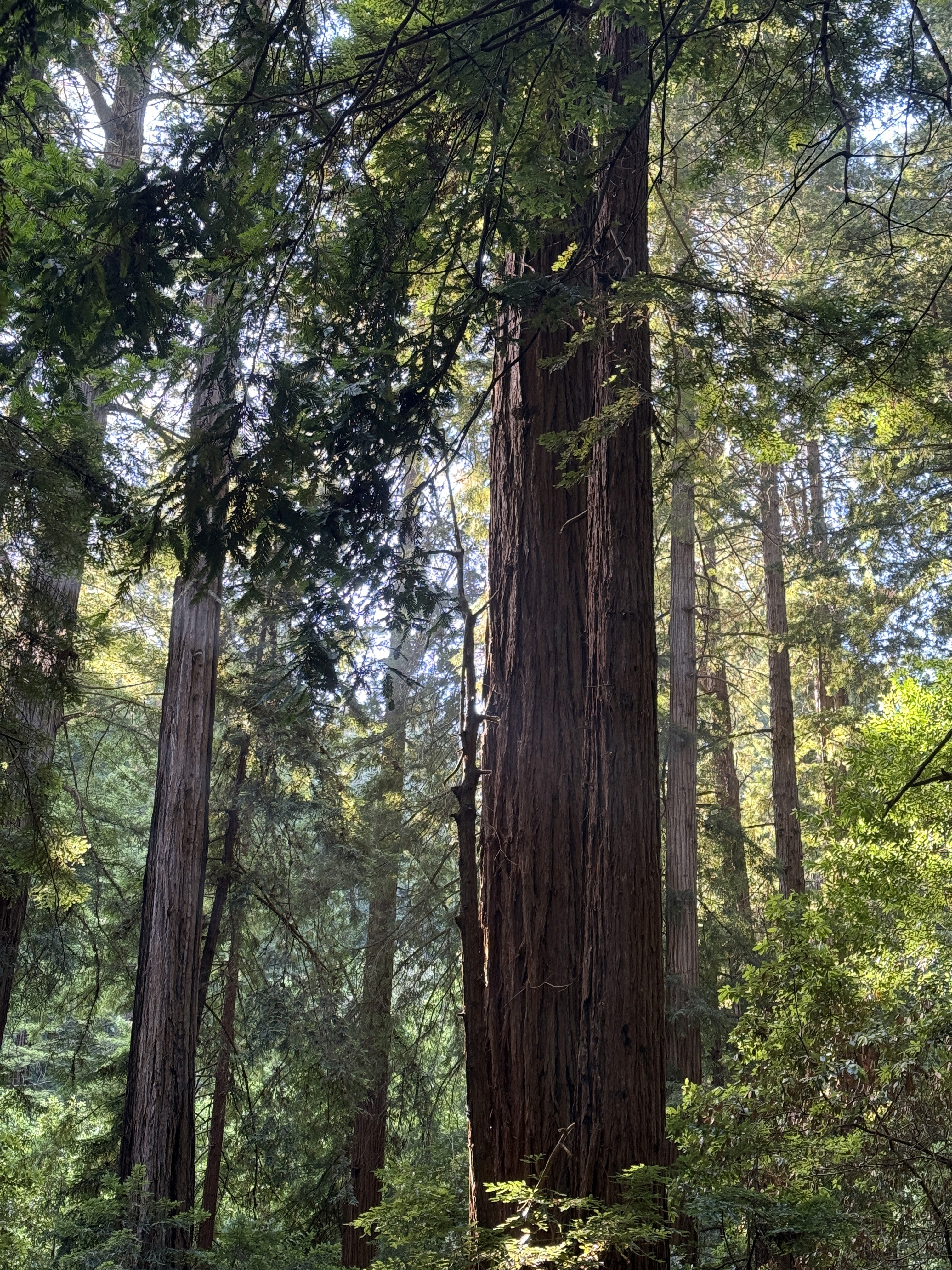 Califorina redwoods with light beams shining through the leaves.