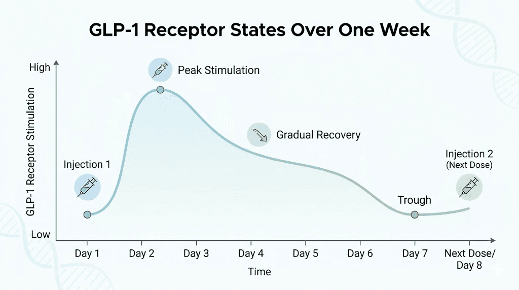 GLP-1 receptor sensitivity weekly cycle after semaglutide injection
