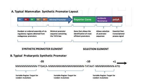 Figure 1. Synthetic Promoter structure from Roberts 2011, “The use of functional genomics in synthetic promoter design.”