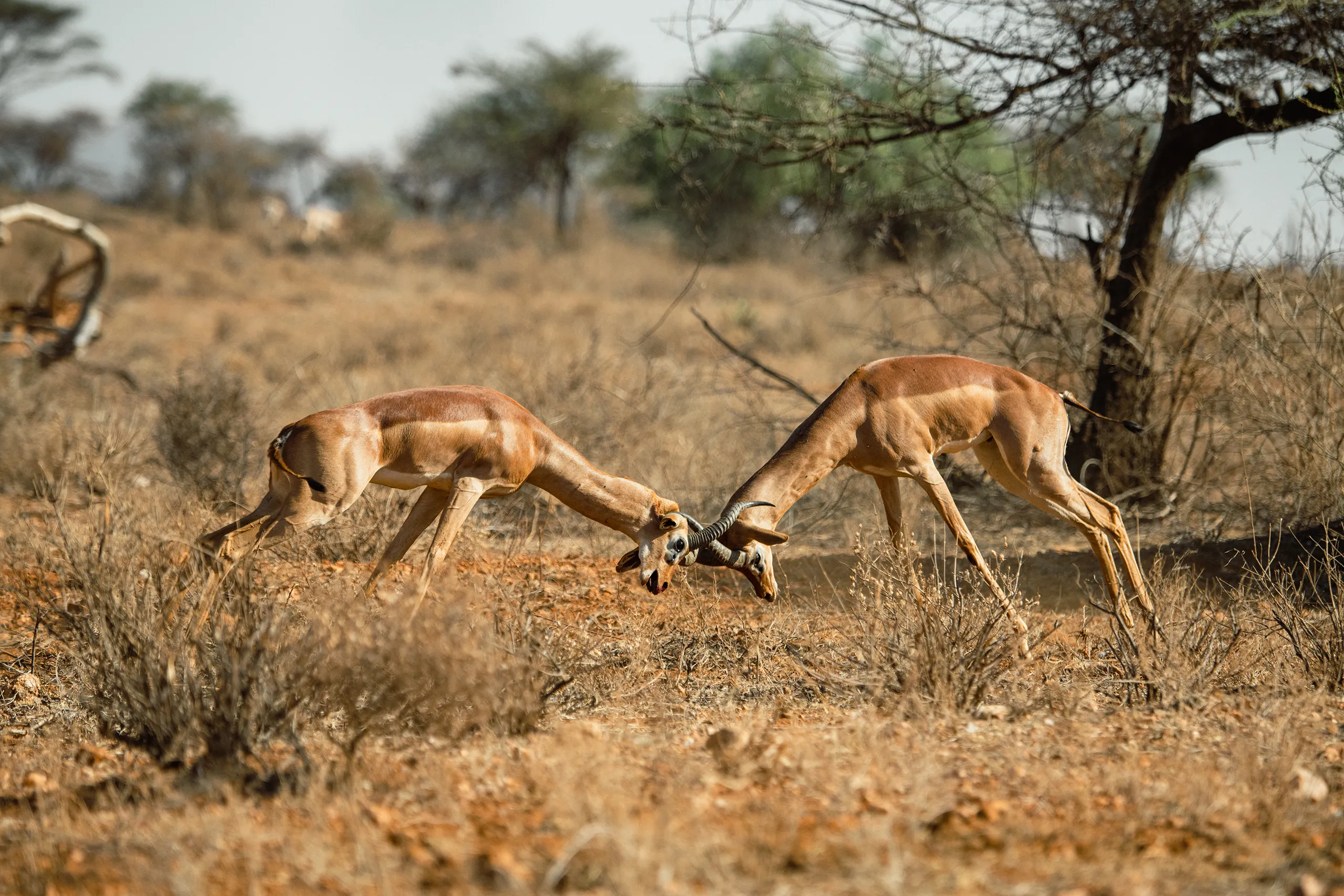 An action shot of two impalas locking horns in a battle of strength on the open plains.