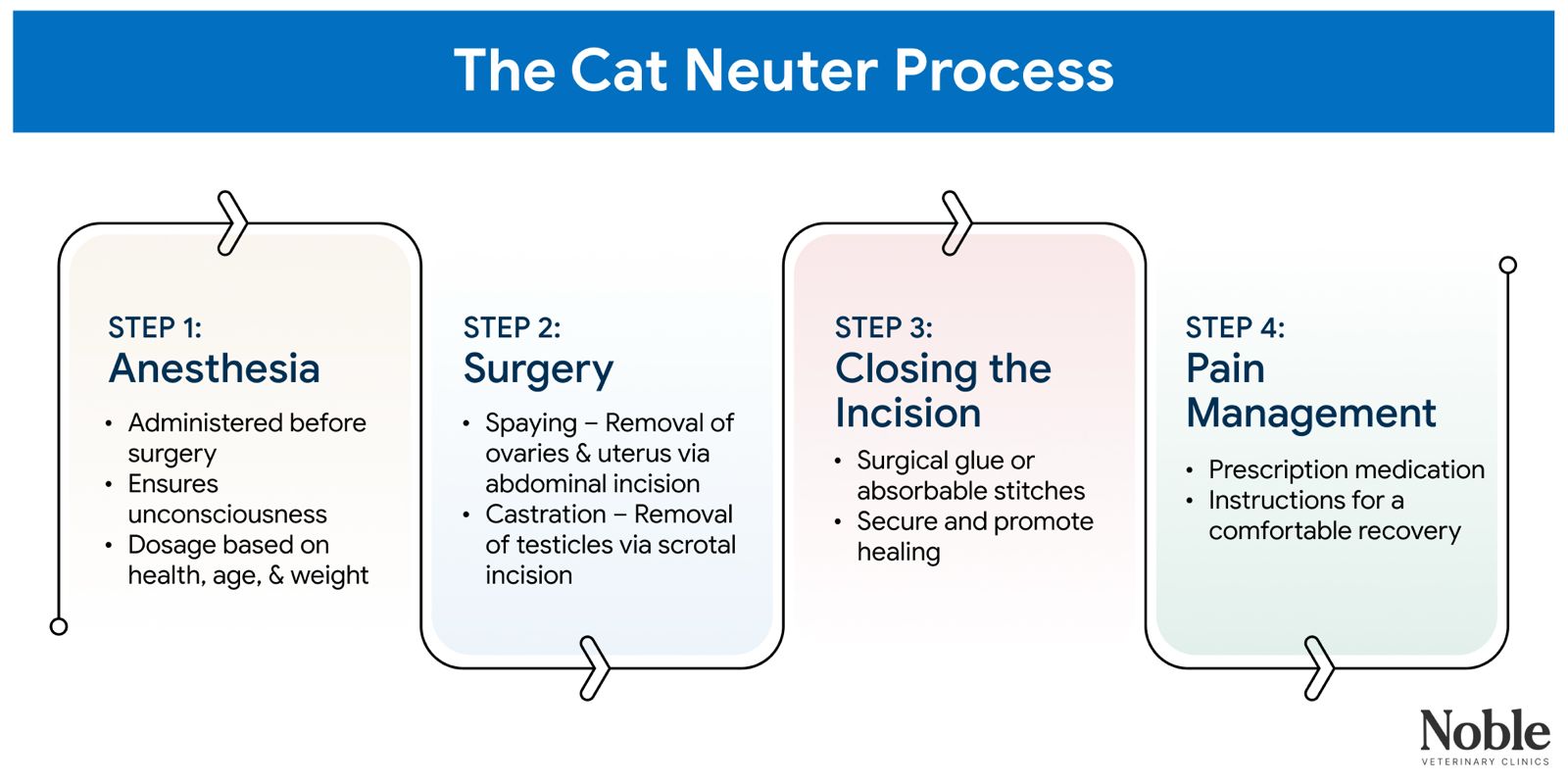 An infographic showing the process of spaying a cat.