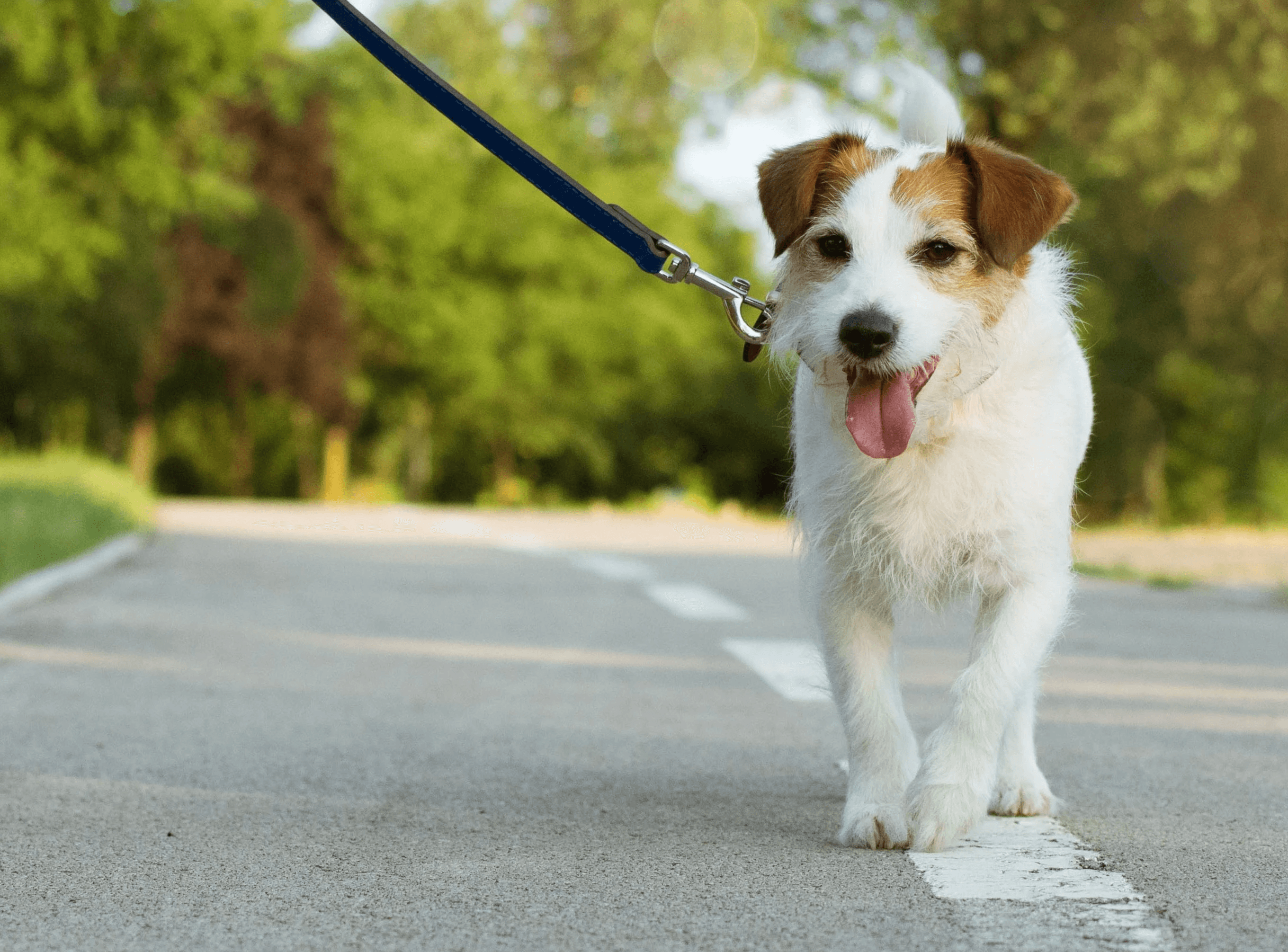 dog walker in minneapolis