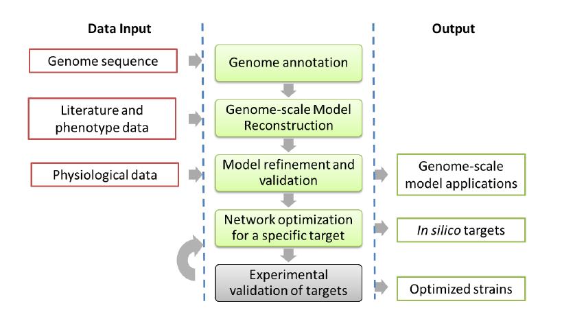 Typical in-silico metabolic engineering workflow. Image source: SilicoLife