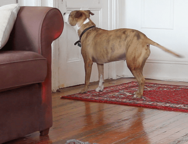 A brindle and white dog with a black collar stands alert on a red and white patterned rug on a wooden floor. The dog faces a white door in the background. To the left, a dark red or maroon armchair with a white pillow is partially visible. The dog’s tail is extended to the right, and its ears are pointed forward.
