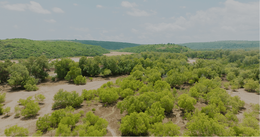 Reforestation | bunq
