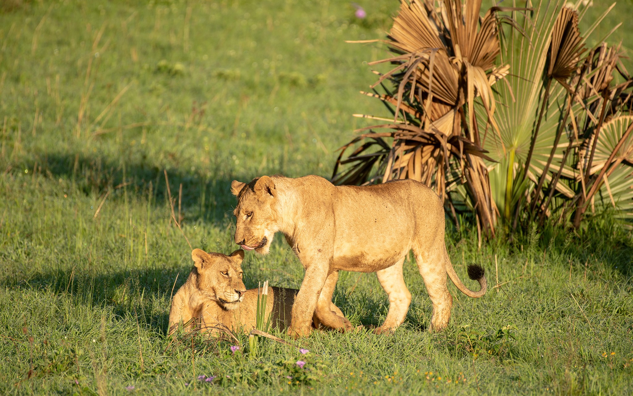 Lion cubs playing in Murchison Falls National Park