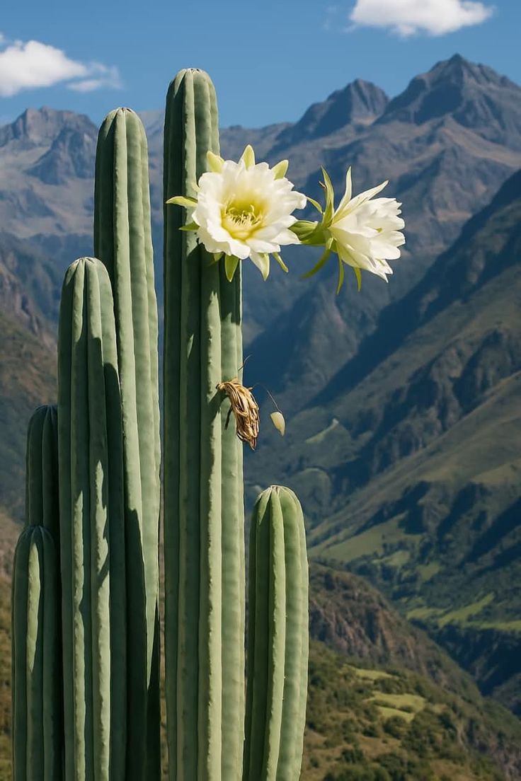 San Pedro cactus in full white bloom against an Andean mountain sky representing Huachuma the Divine Grandfather medicine
