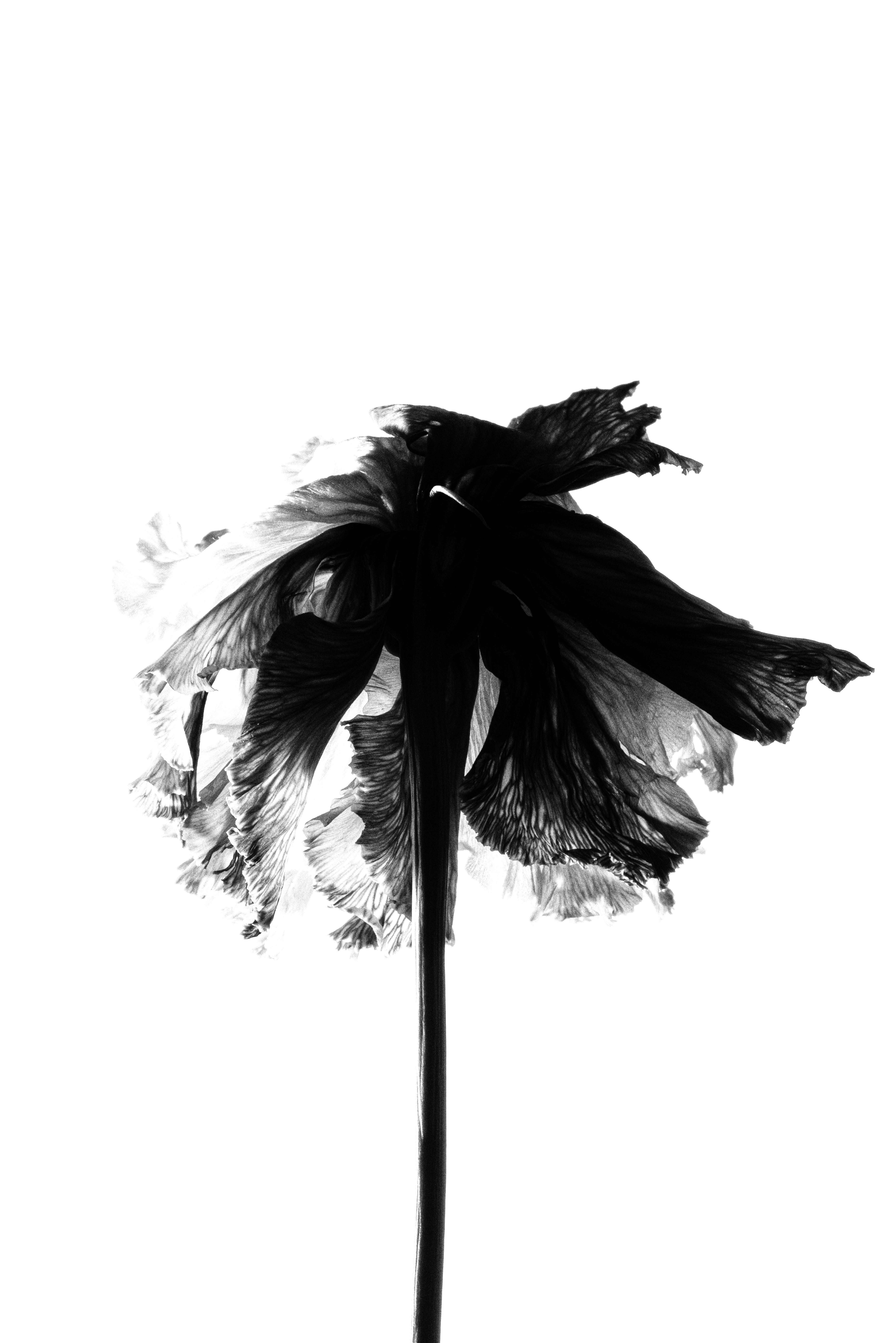 Fleur, Ortie, Photo de studio, Noir et blanc, pierretmae