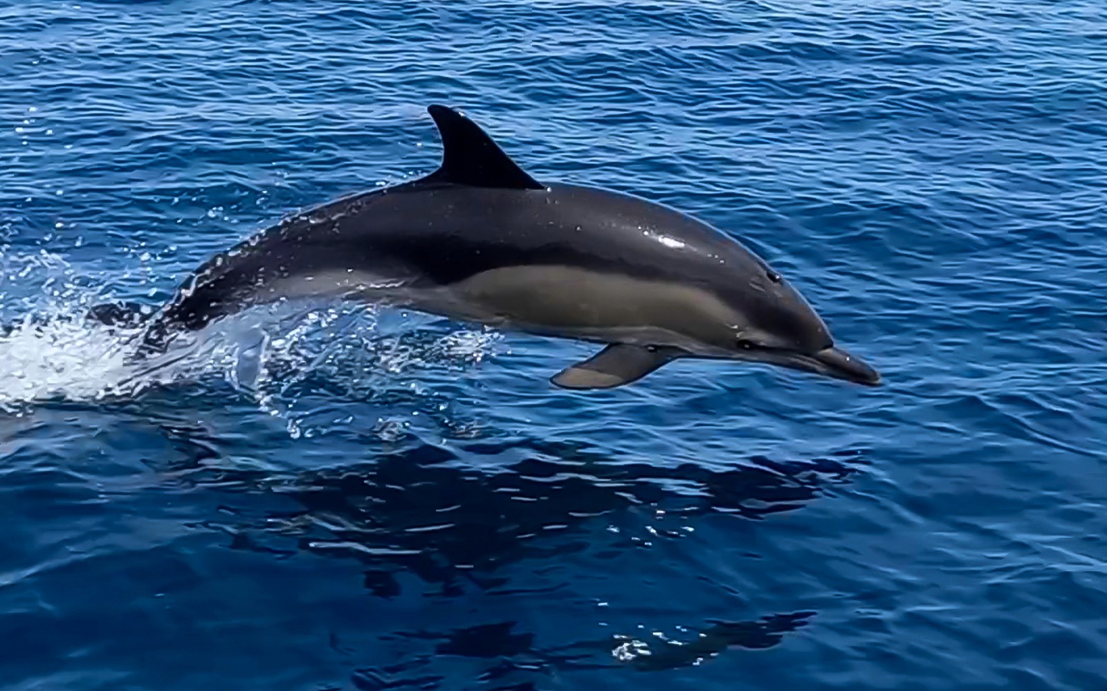 Dupin koji iskače iz vode tijekom vožnje brodom u Lisabonu.