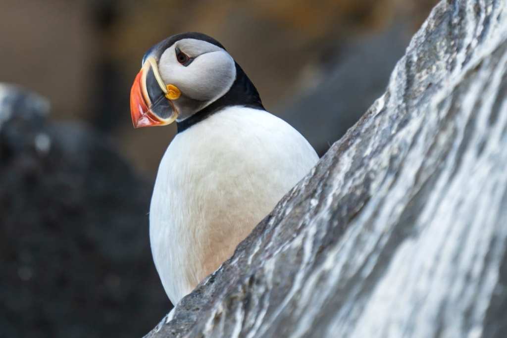 Atlantic Puffin, Svalbard