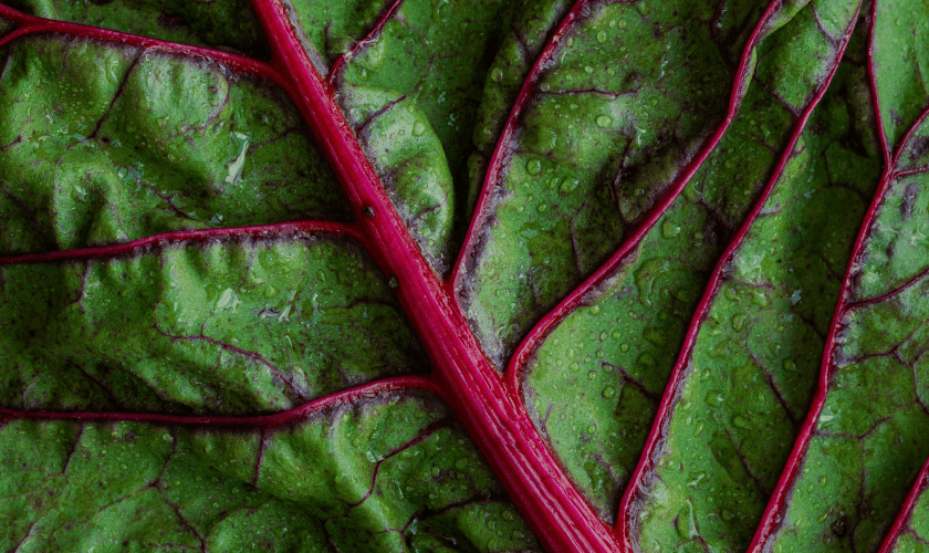 Leaf Detail