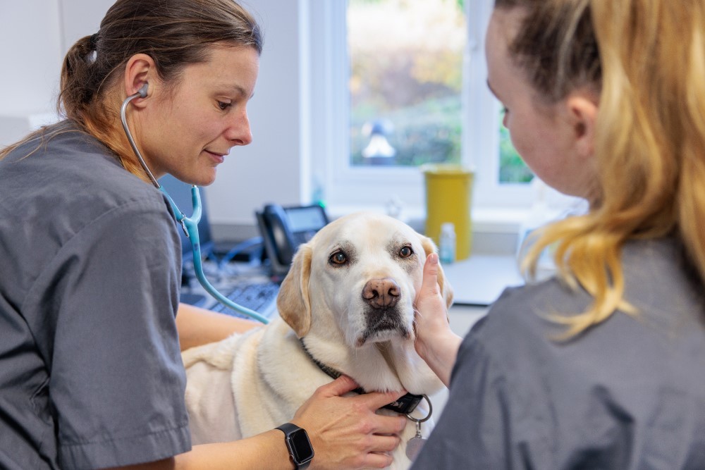 Two Guide Dogs vets checking the heartbeat of a yellow labrador using a stethoscope.