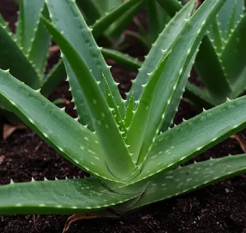 Close-up de planta Aloe Vera fresca em solo, usada nos produtos Forever Living