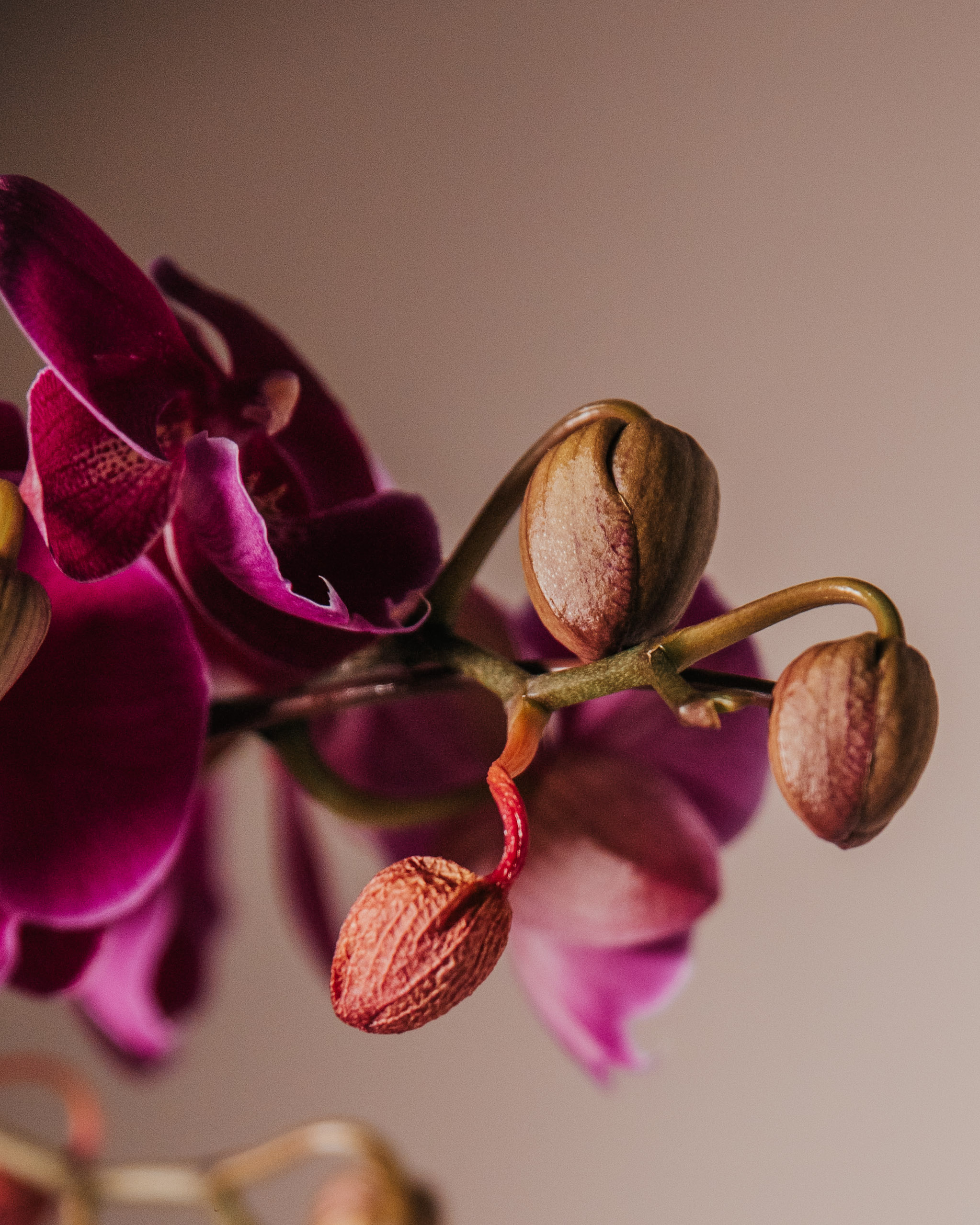 Macro shot of vibrant purple orchid buds and flowers, showing natural details.