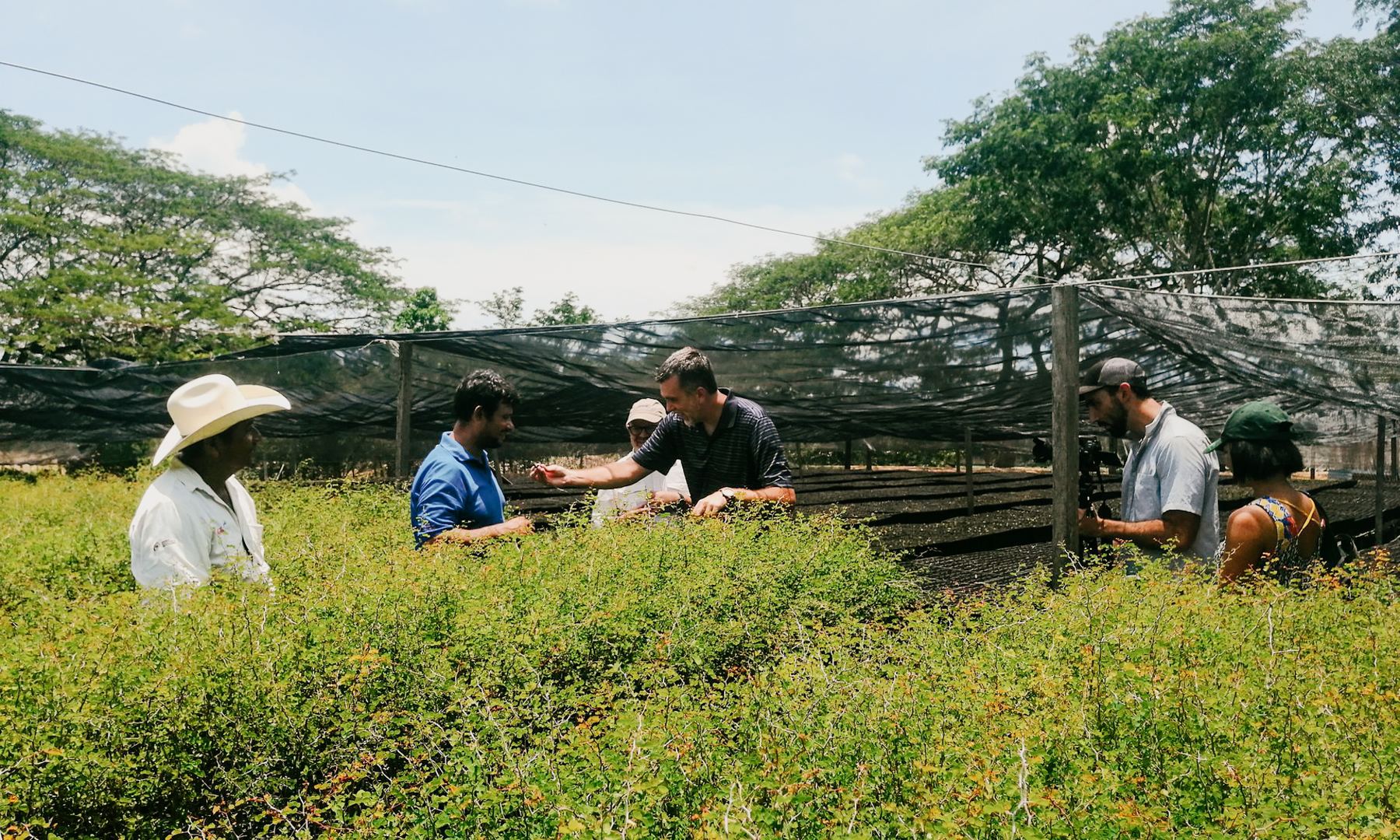 A young tree being planted as part of an ARR carbon-removal project
