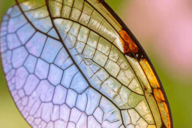 Insektenflügel, Makroaufnahme