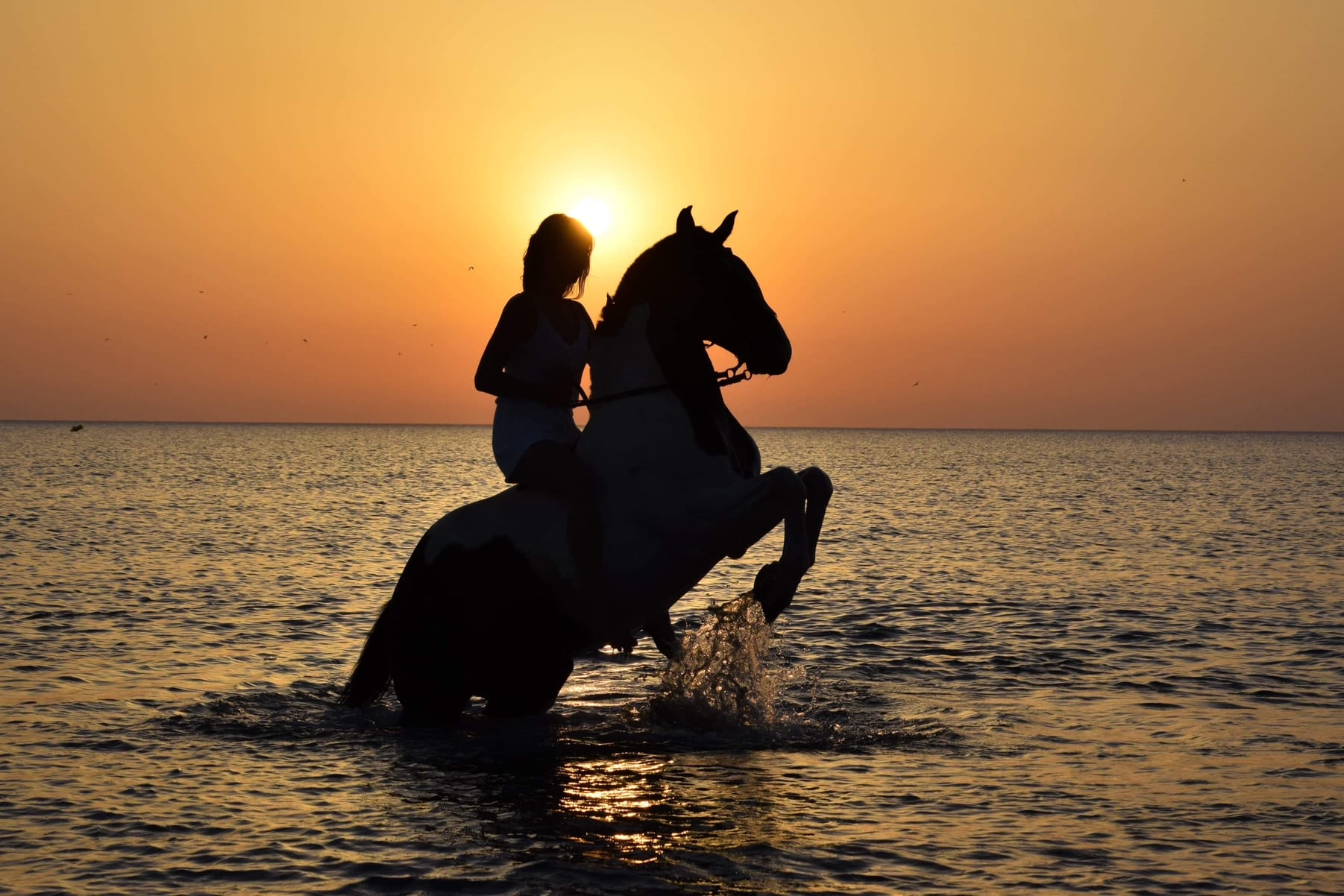 Cavalière sur un cheval cabré dans la mer au coucher du soleil près du Cap d'Agde.