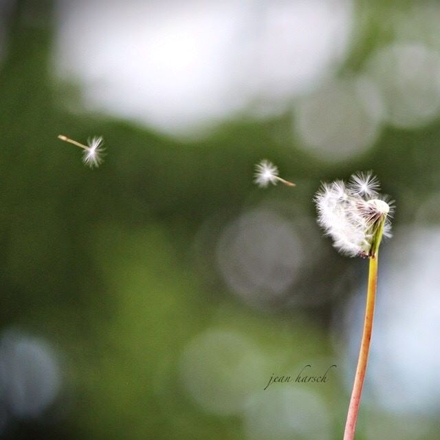 dandilion seeds blowing in wind