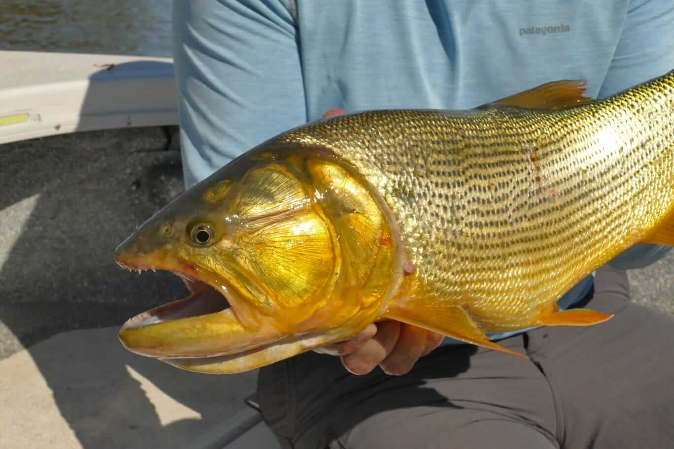 Expert guide showing the best fly fishing techniques for Dorados in the Delta