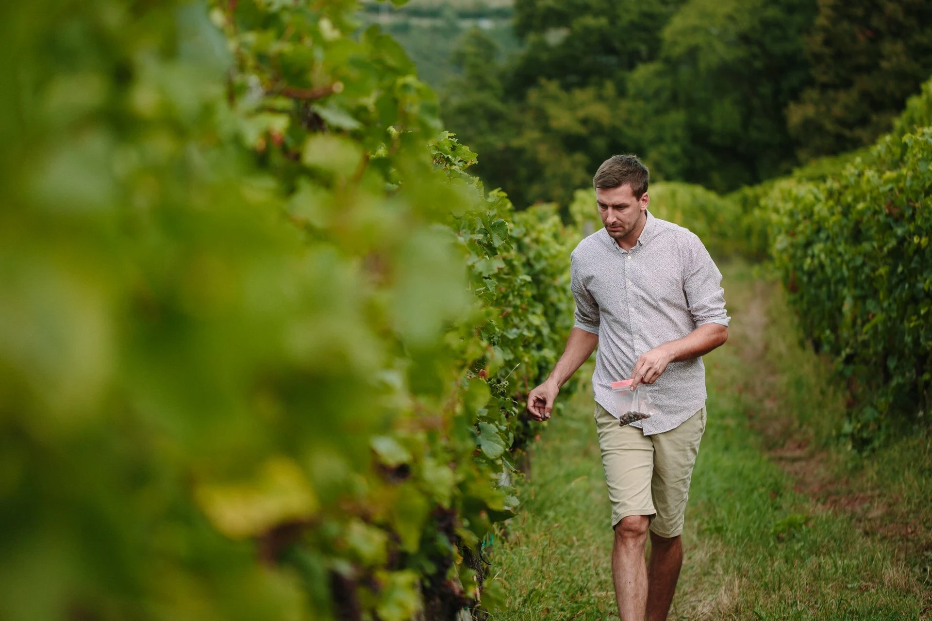 Jure Štekar u vinogradu u Goriškim Brdima tijekom obilaska vinove loze i berbe grožđa