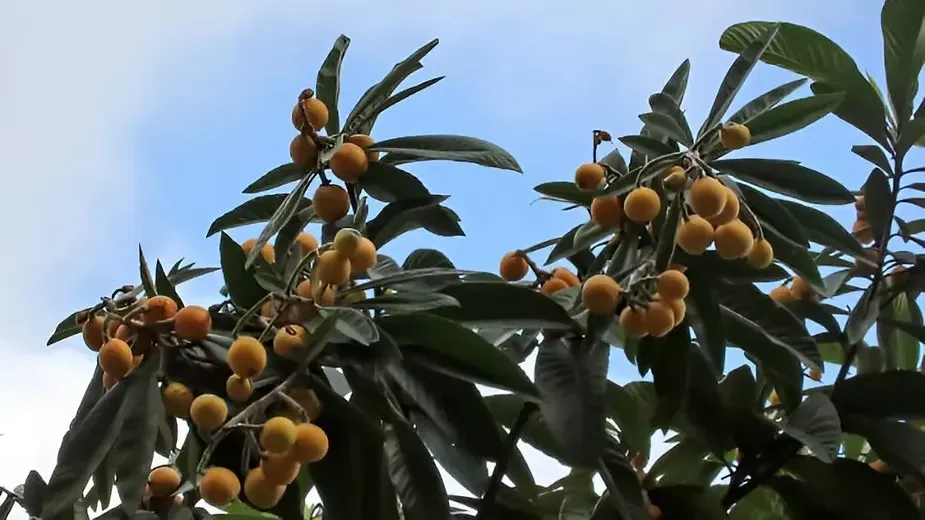 Pomology - Types of Horticulture Crops.webp