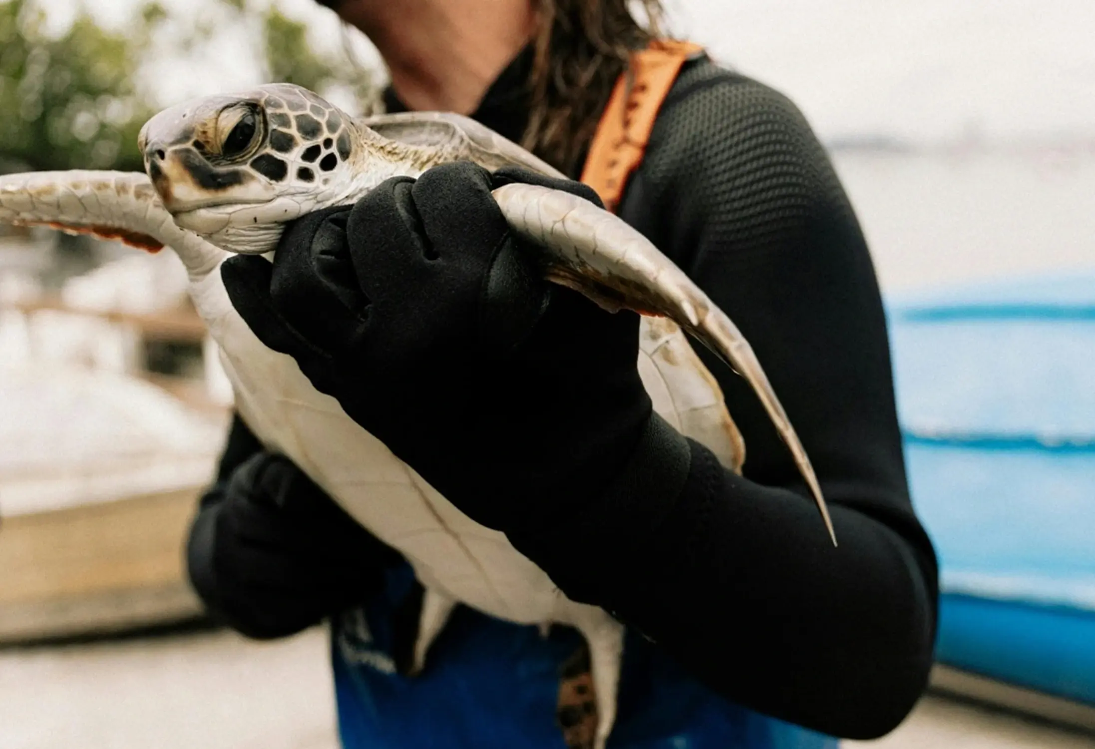 A person in a wetsuit holds a sea turtle, displaying its patterned shell and flippers.