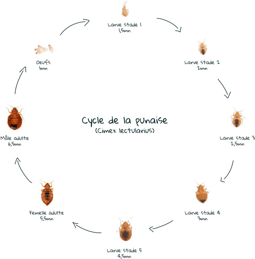 Représentation du cycle de la punaise de lit