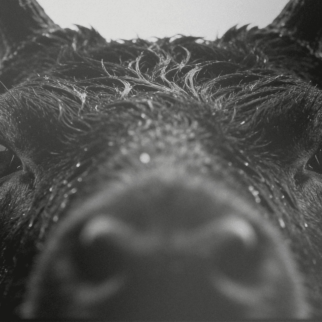 Void campaign key visual, Monochrome high fashion photography, The environment as a character, Avant-Garde Brand Identity, Engineered by Aventi