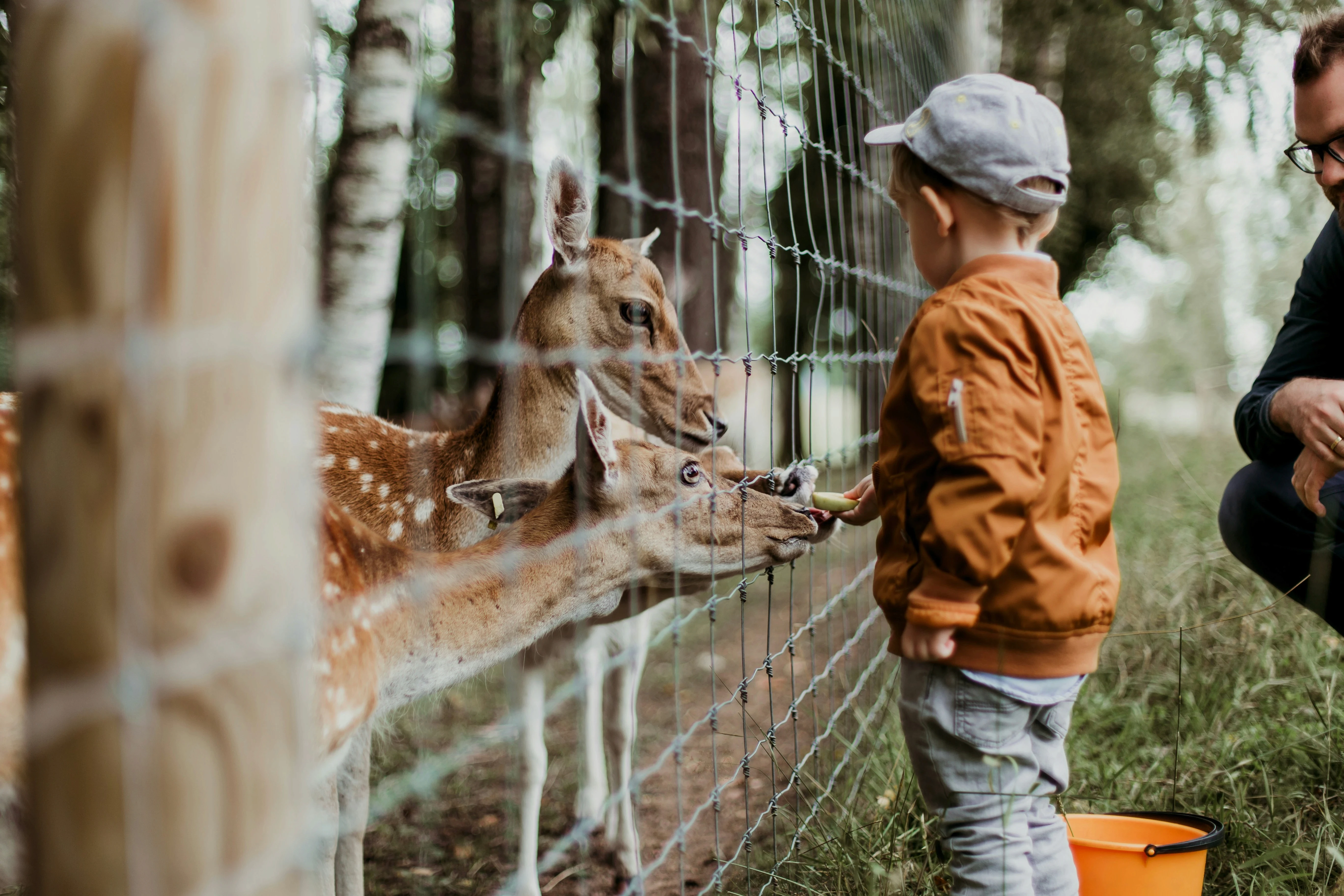 Boy and father feeding deer at a farm park in autumn
