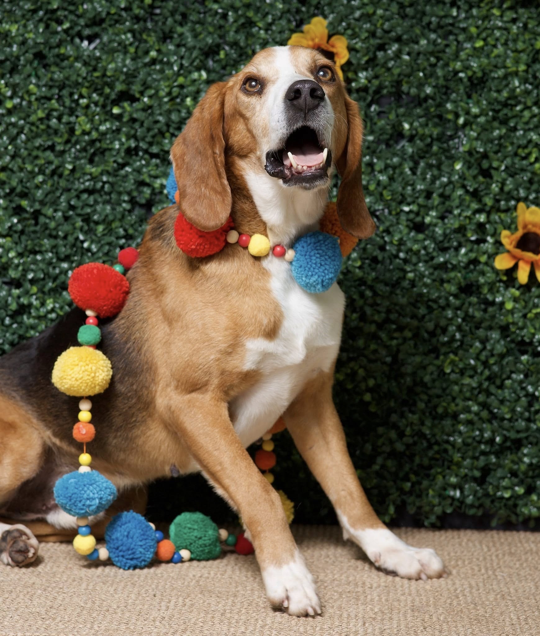 A cheerful dog adorned with colorful pom-poms sits against a green backdrop, looking playfully towards the camera.