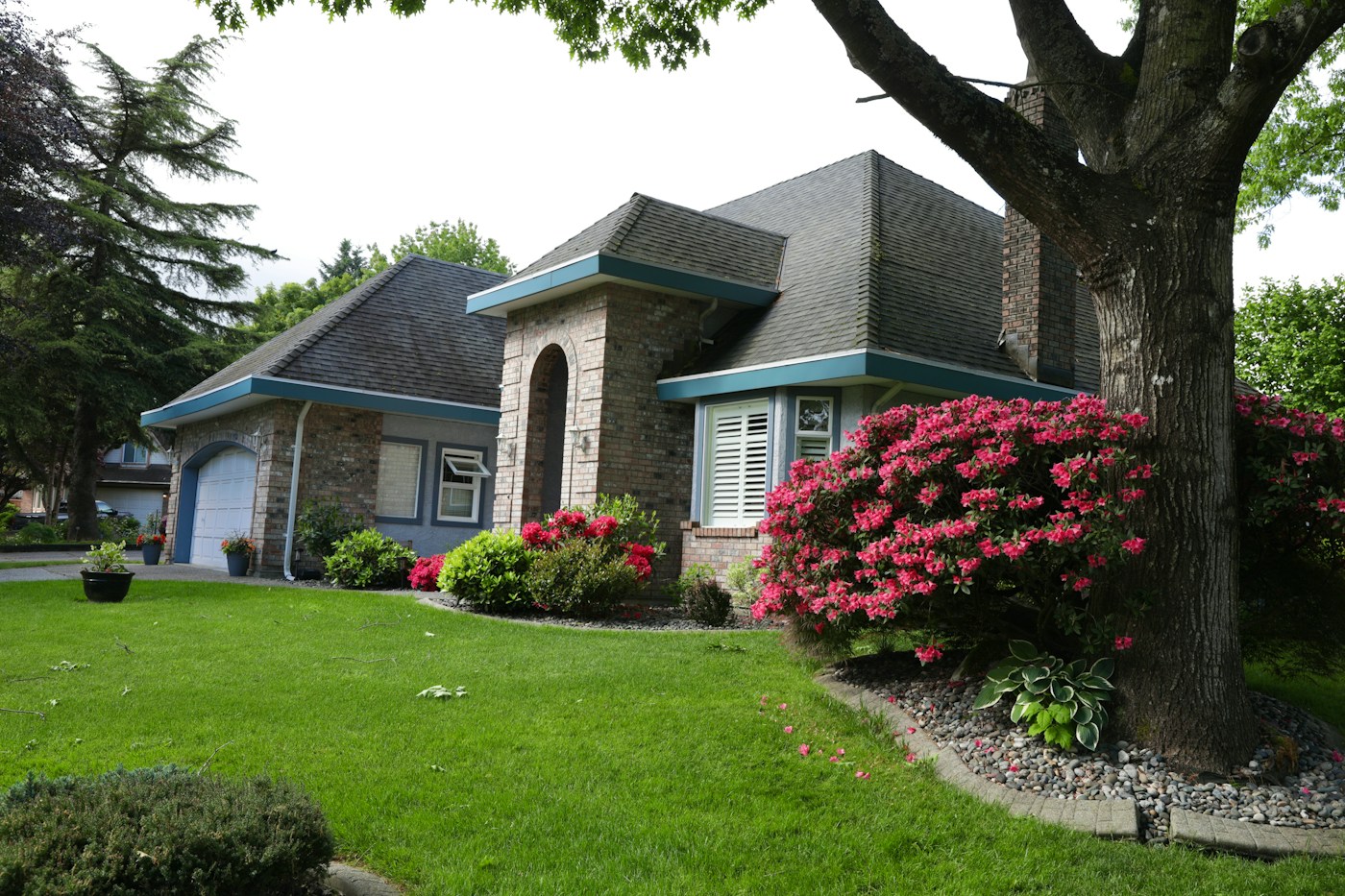 Mature shade tree beside a residential home