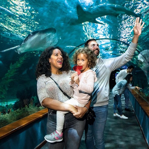 Loro Parque: Vstupenka + vstupenky v Puerto De La Cruz