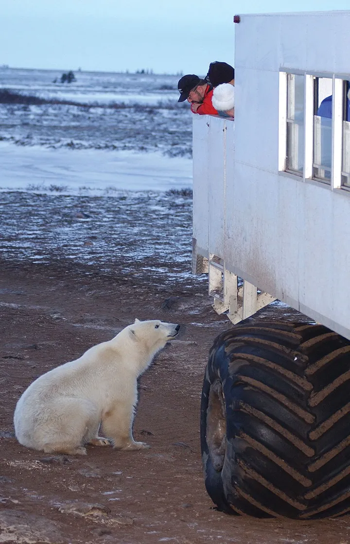 Polar Bear Adventure in Canada