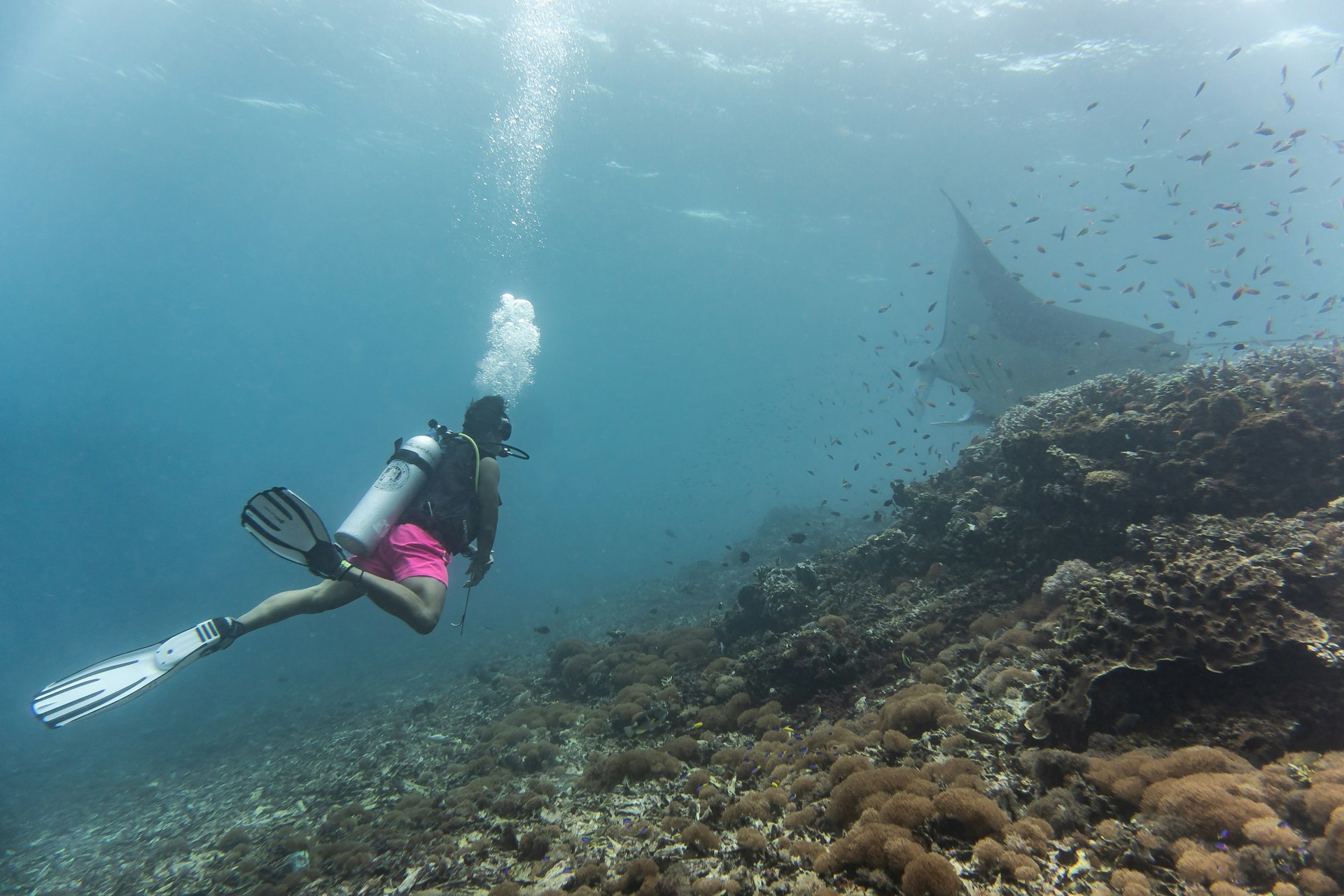 Scuba diver approaching a manta ray over a coral reef near Nusa Penida