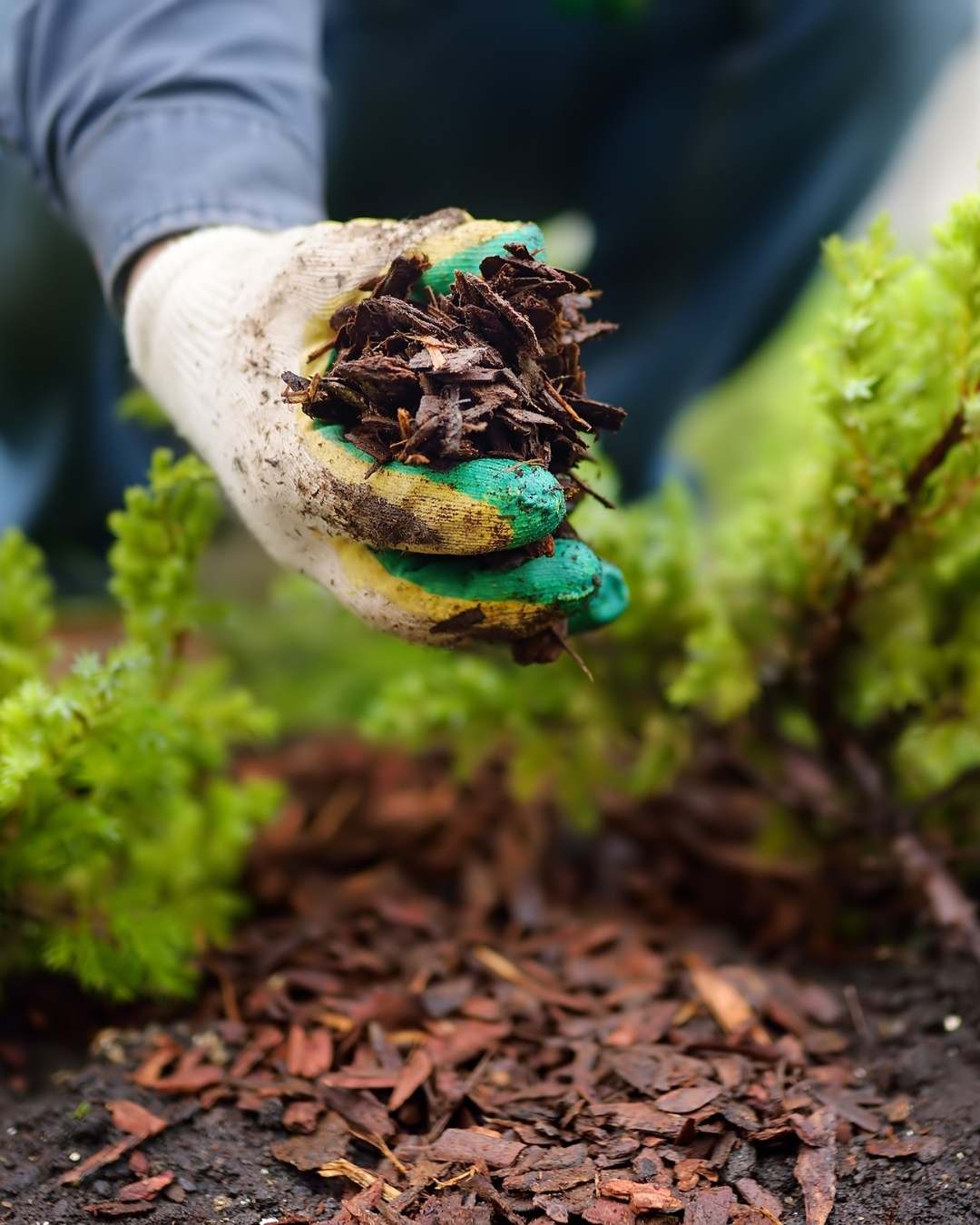 Mulch Installation Services
