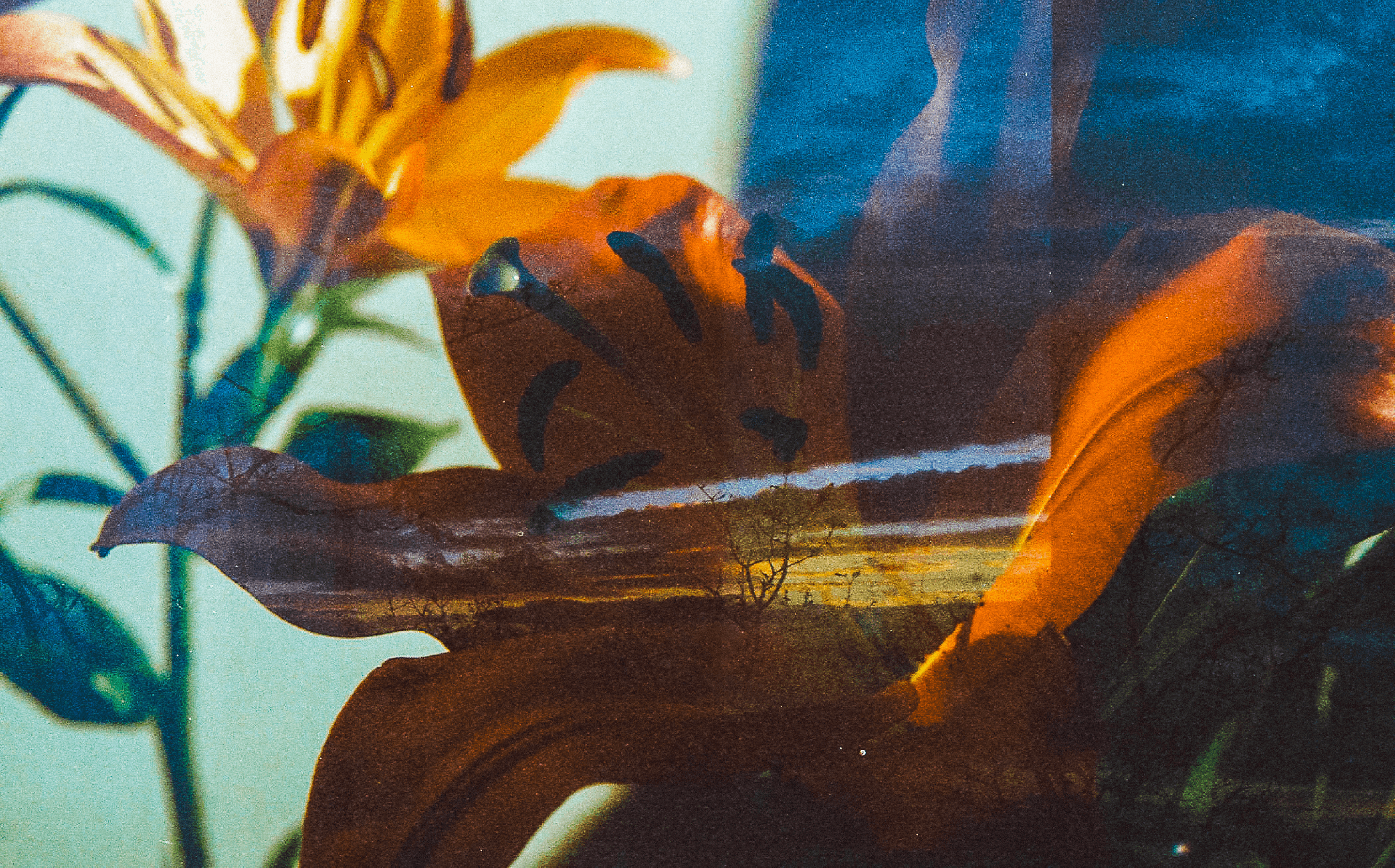 Vivid orange flowers with a soft blurred background