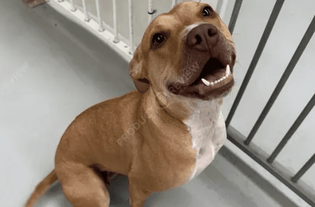 Chonk with Fetch pet insurance