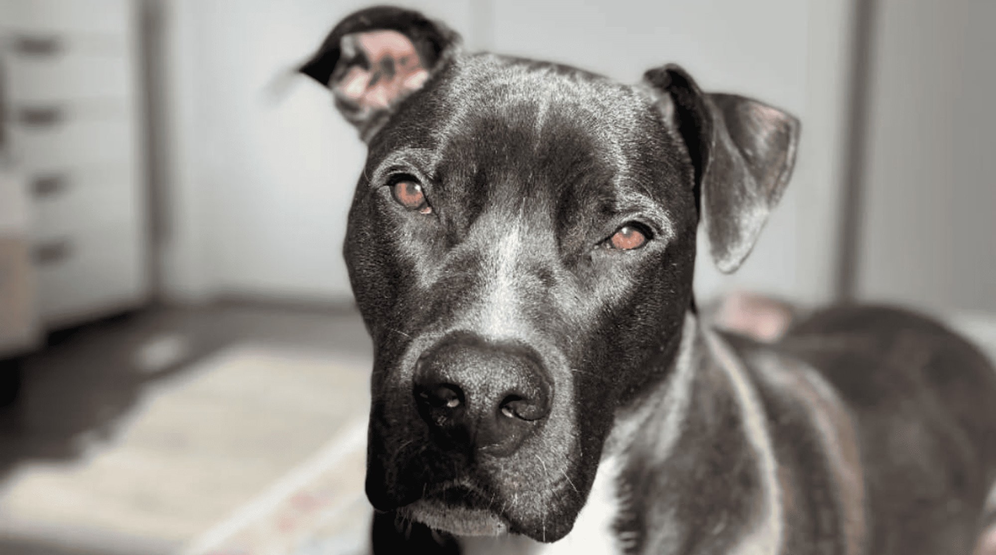 A black dog is looking against the sunlight inside.
