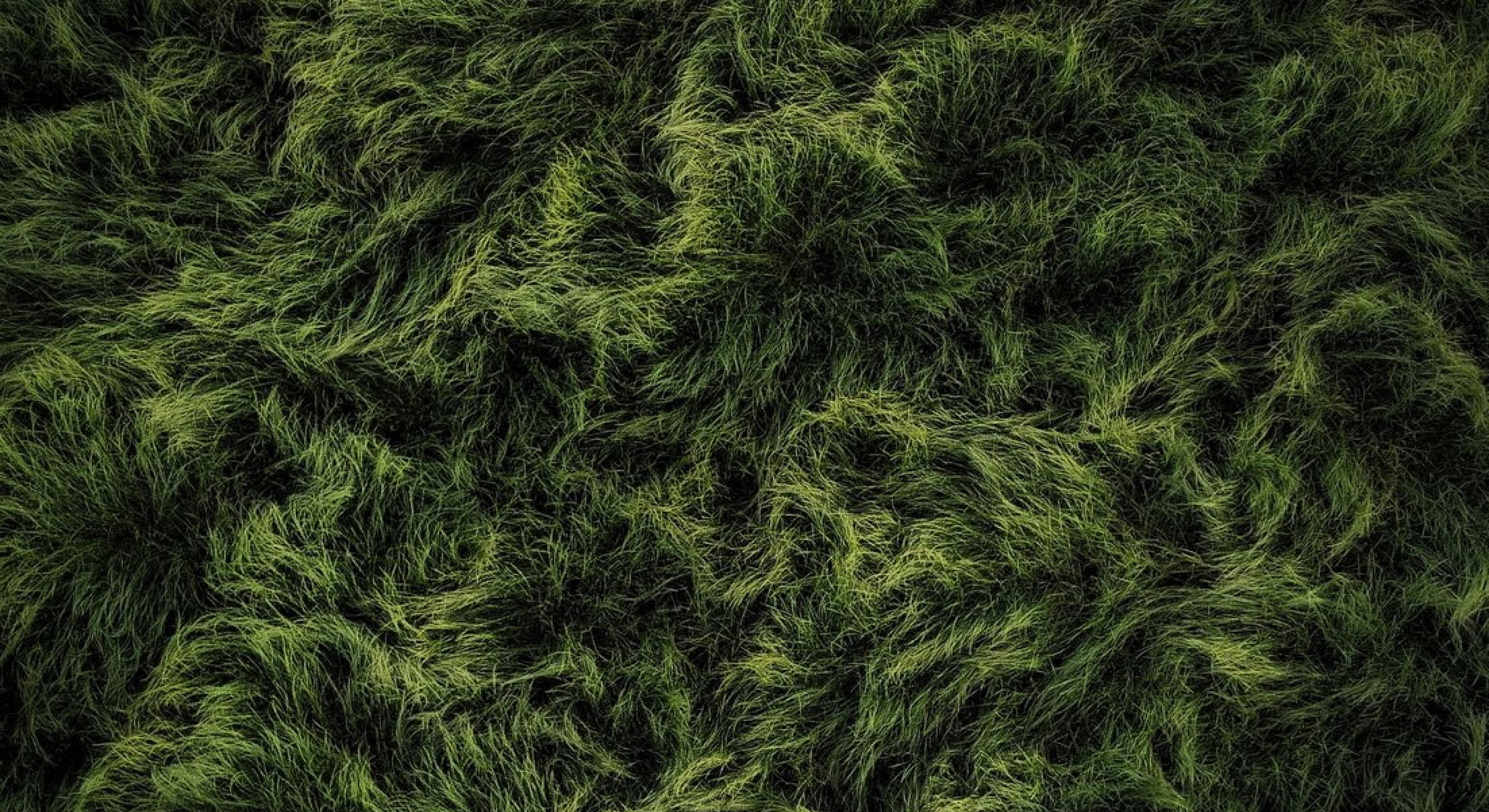 tall grass decoration image