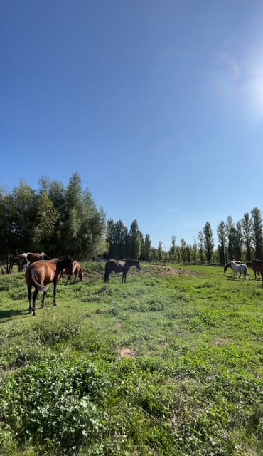 Troupeau de chevaux en liberté broutant l'herbe dans un grand pré ensoleillé au Ranch Pegase dans l'Hérault.