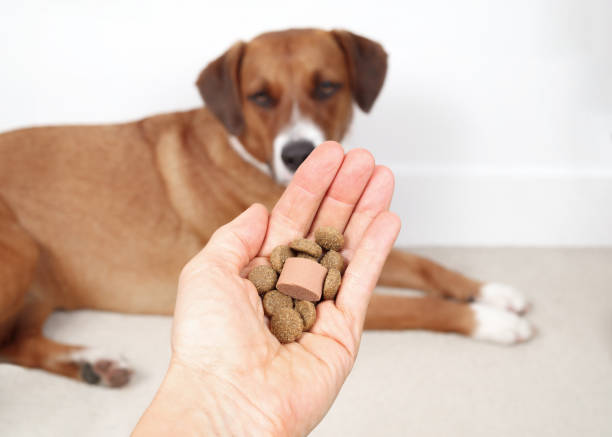 A dog is given pet deworming medication hidden with some dog food