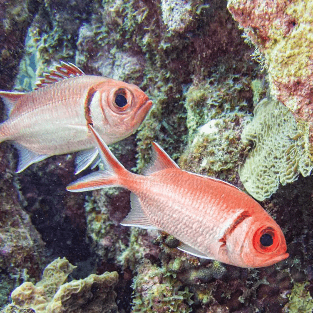 Refresher course picture