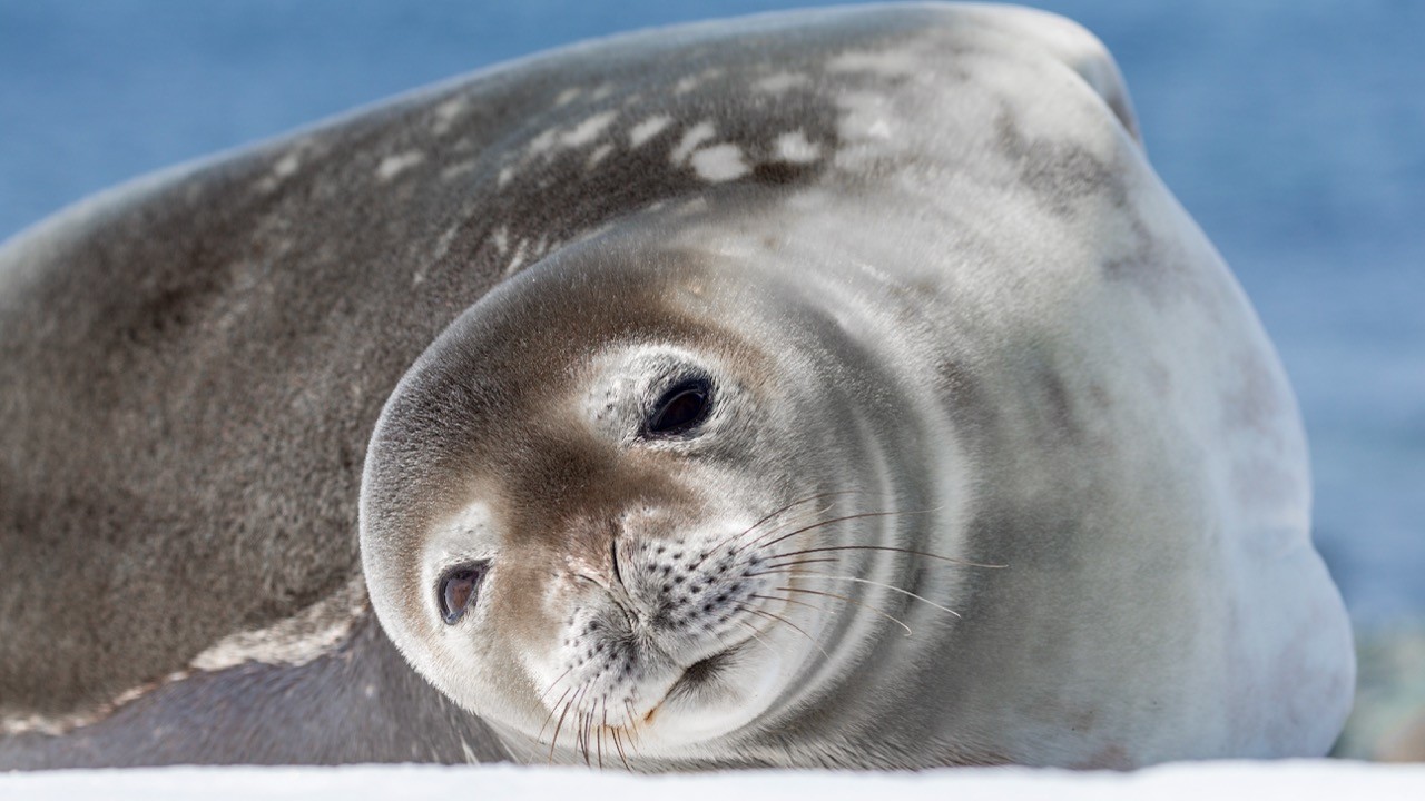 A fur seal in Antarctica