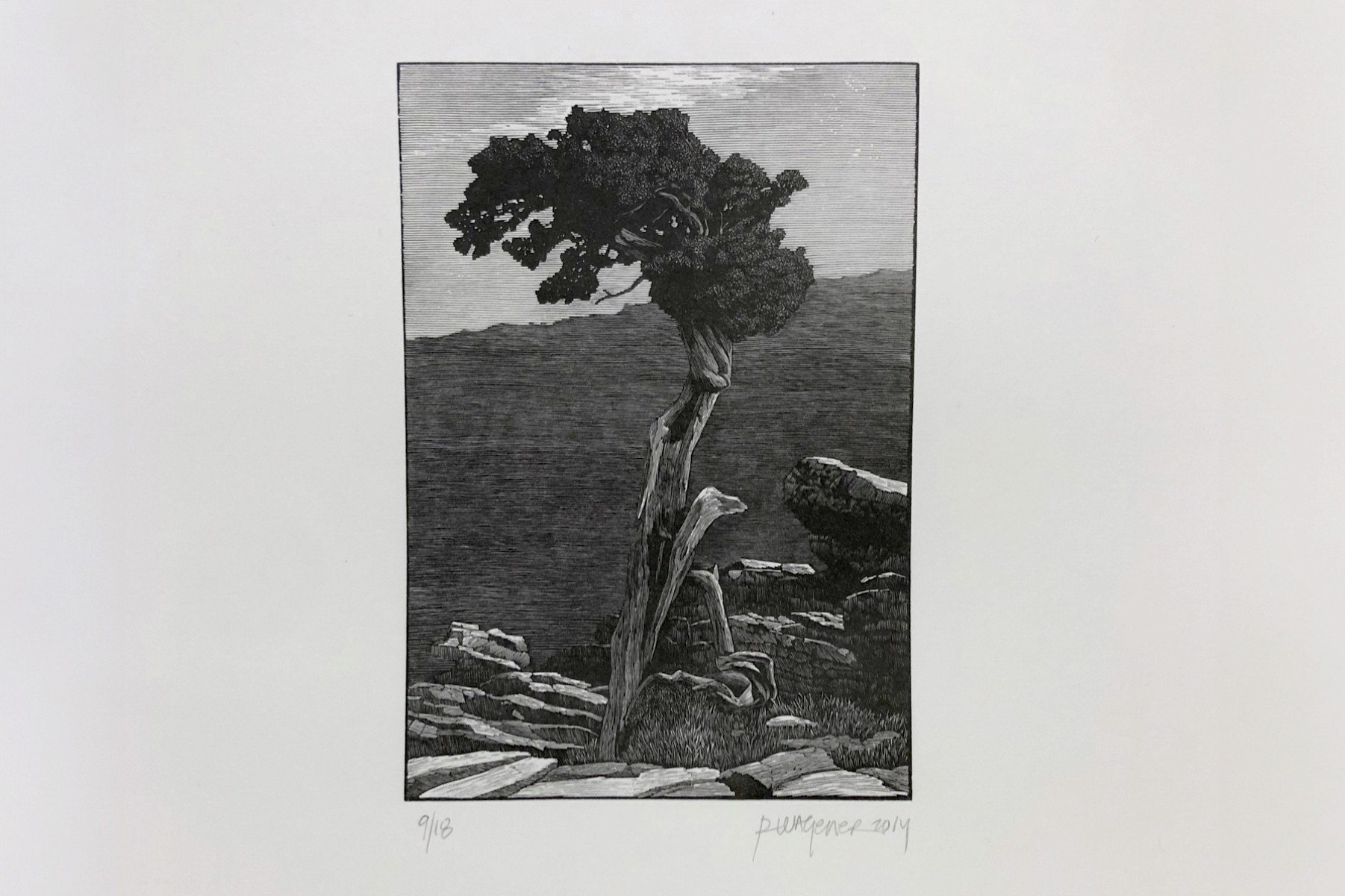 drawing of tree