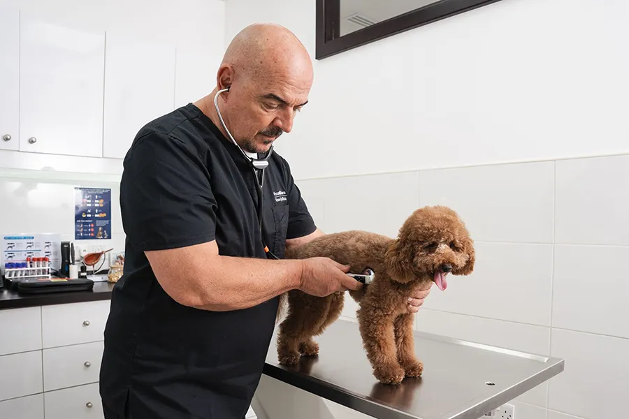 A veterinarian is keeping the dog happy and calm during the checkup.