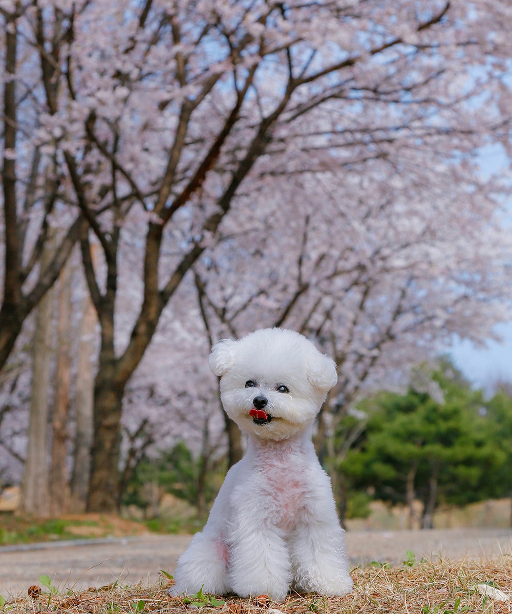 성남 벚꽃스냅 촬영 후기 | 분당 수내공원에서 담아낸 강아지 봄 감성 기록