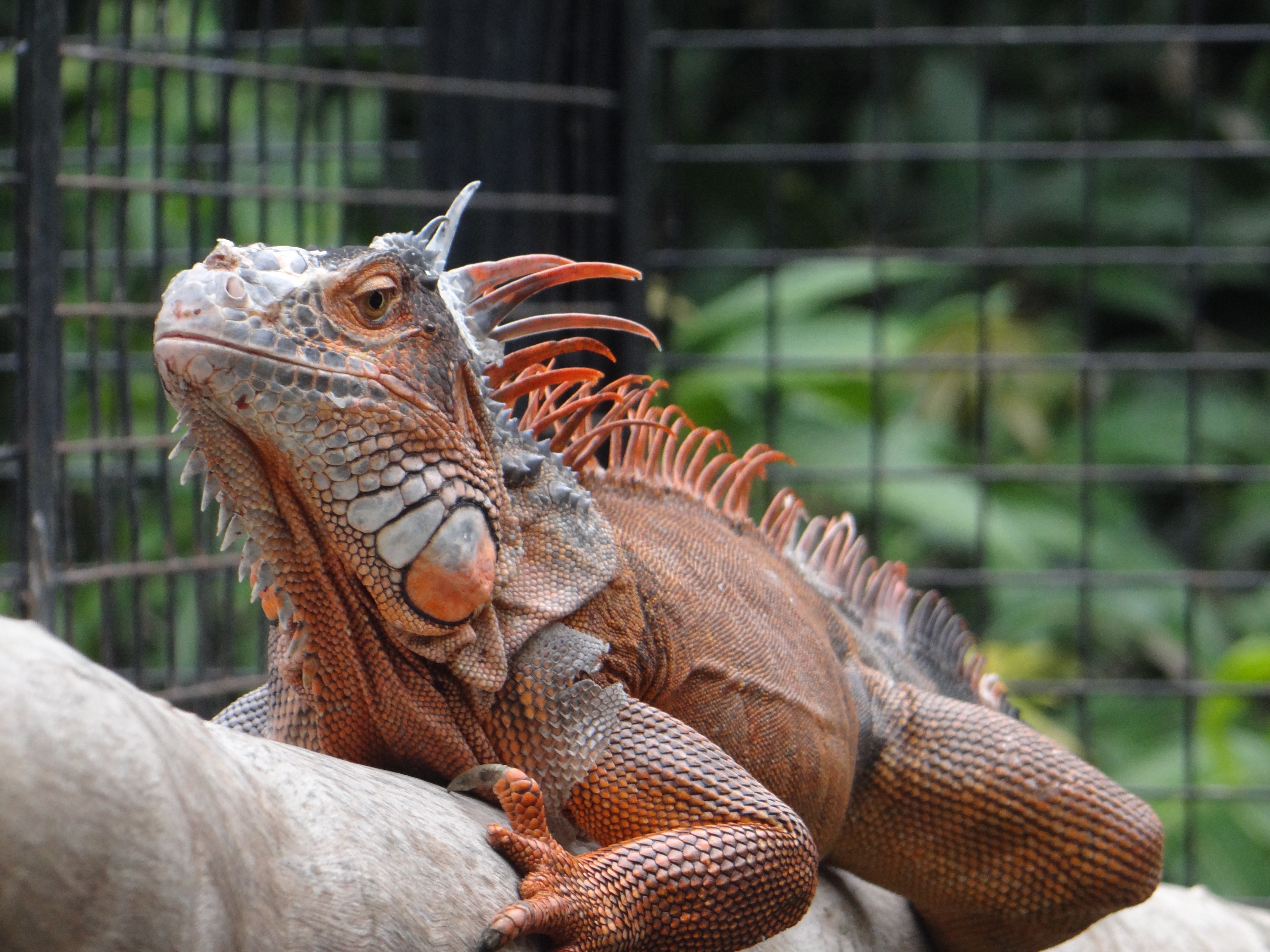 brown bearded dragon on brown rock